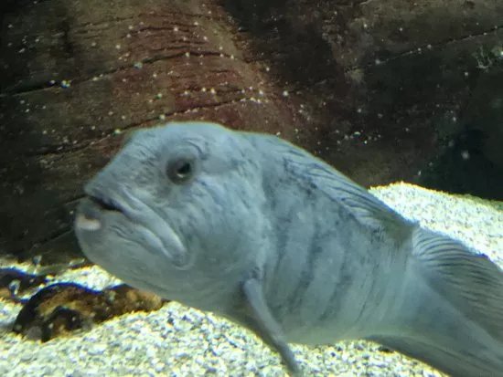 Sylt Aquarium
