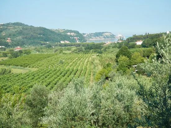 Predor Salet