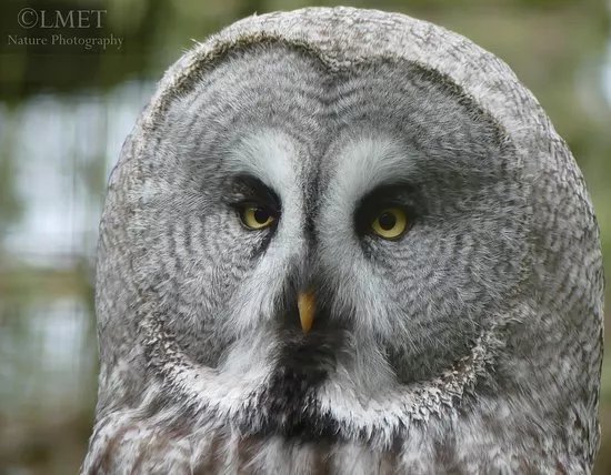 World of Owls
