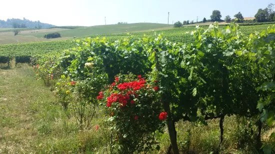 Cascina I Carpini