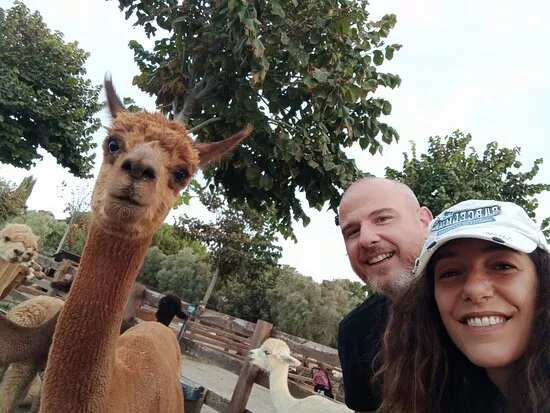 Piani Degli Alpaca