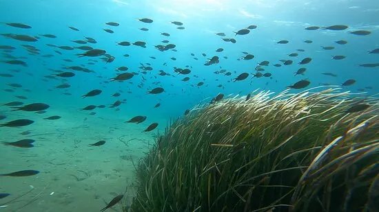 Kanelakis Diving Experiences