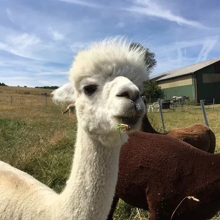 Alpaka Farm Inti