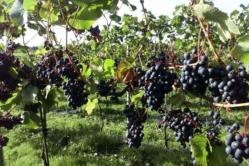 A spacious yet cosy eco converted dairy barn, situated within a vineyard.