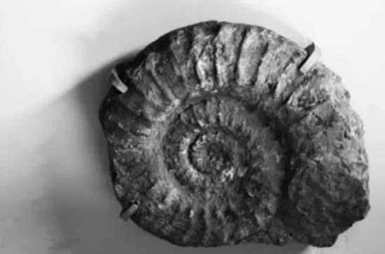 Collezione di Geologia "Museo Giovanni Capellini"