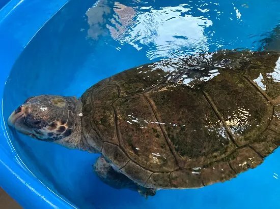 Turtle Point