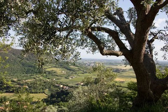 EVO del Borgo - Frantoio di Arqua Petrarca