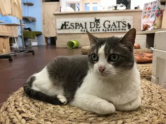 Espai De Gats
