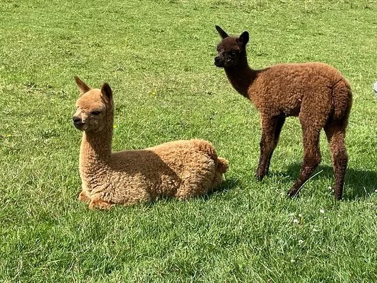 Lane House Alpaca Farm