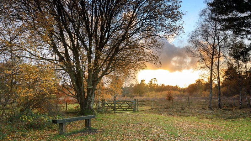 Witley And Milford Commons