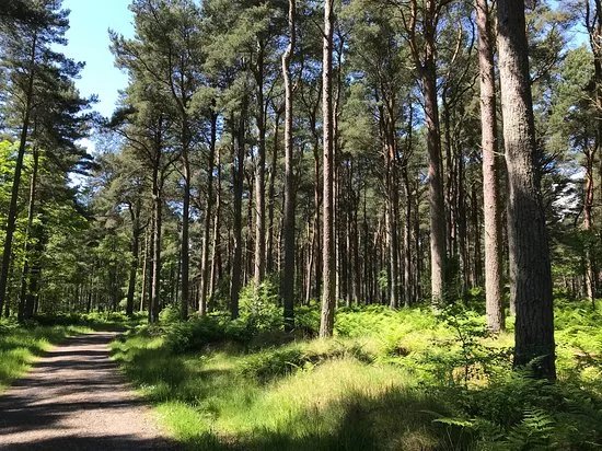 Tentsmuir Forest