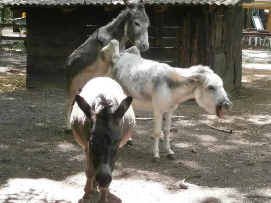 Kobelt Zoo