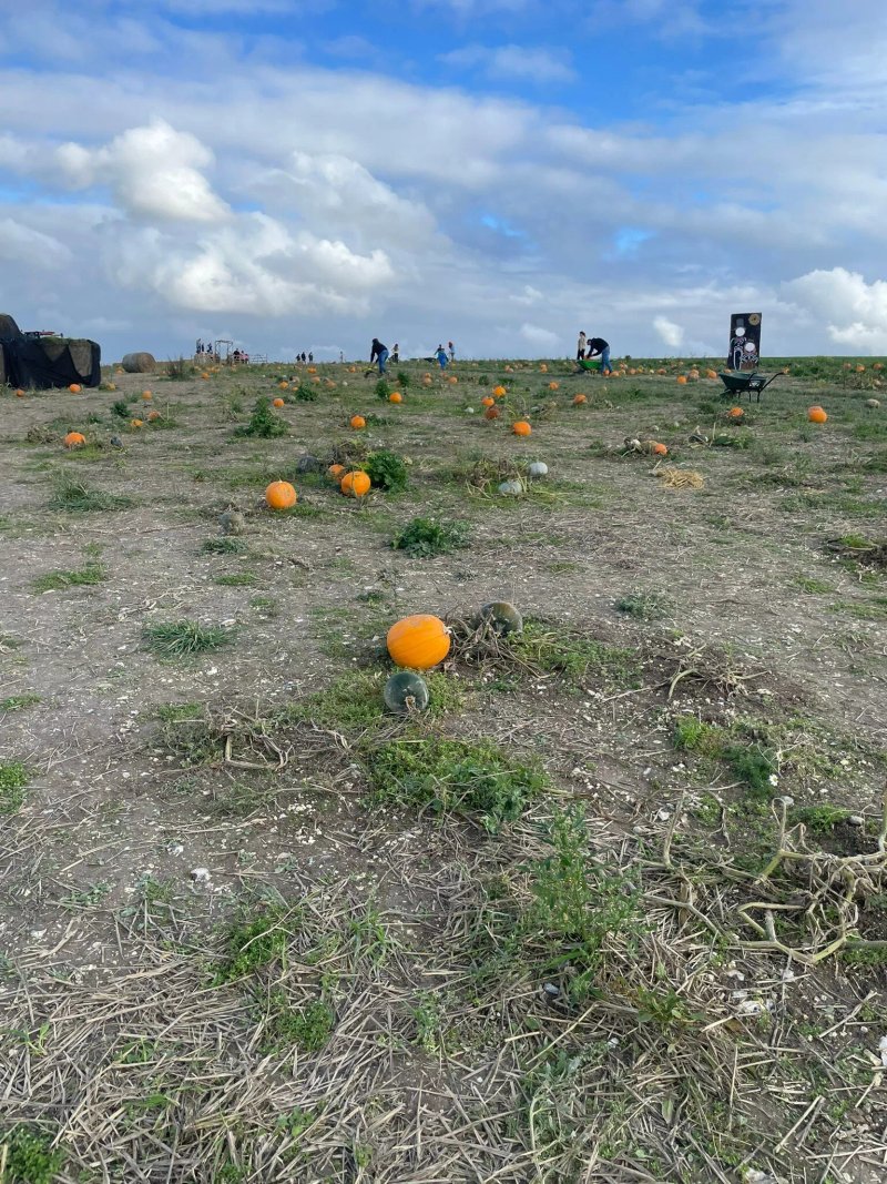 Parsons' Pumpkin Patch, Milston
