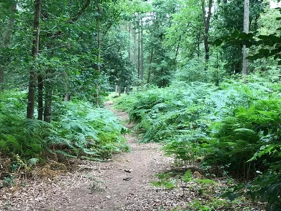 Carpenters Wood