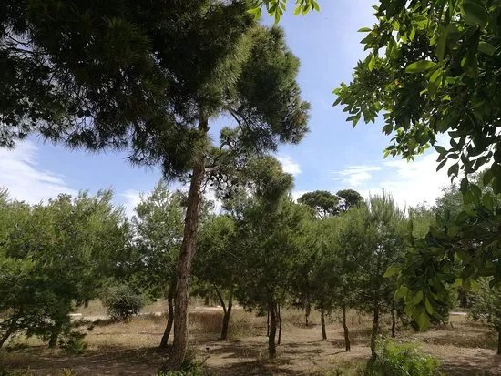 Pinares de Rostrogordo