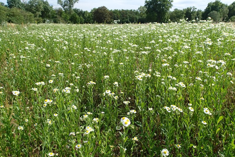 Parc Naturel de la Feyssine