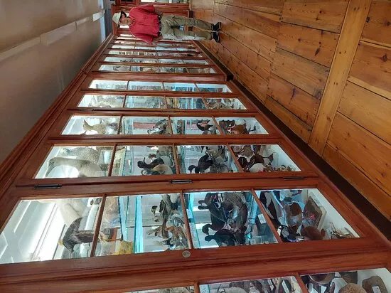 Zoologische Sammlung im Zoologisches Institut