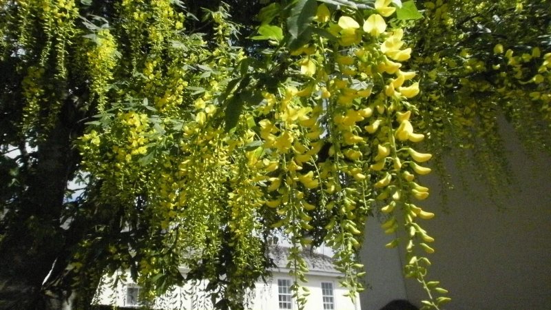 Laburnum B&B