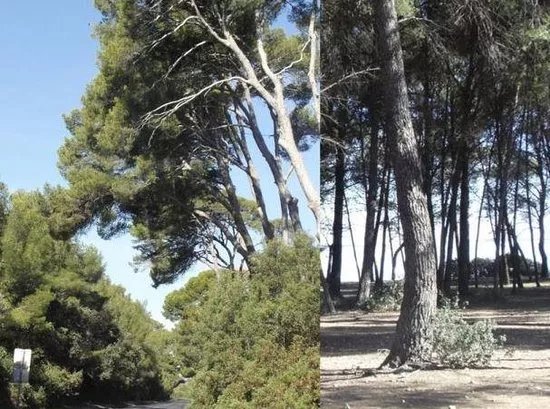 Bois des Aresquiers