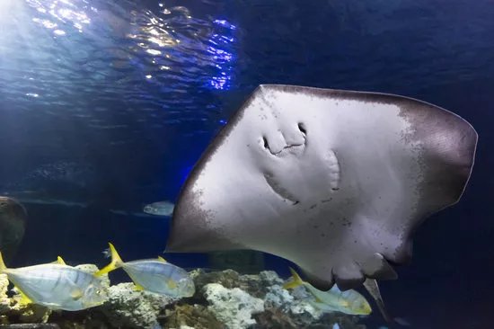 SEA LIFE Hannover