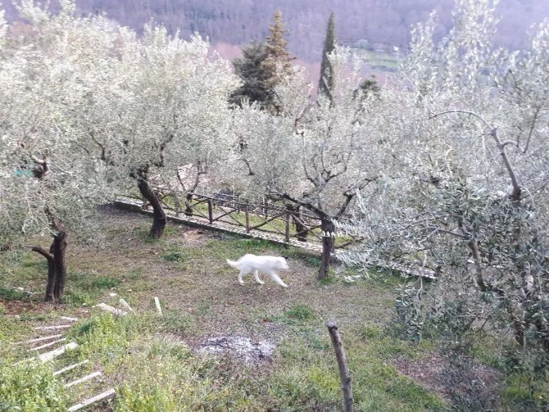 l'Uliveto Agriturismo