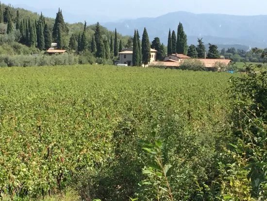 Azienda Agricola Vallonga