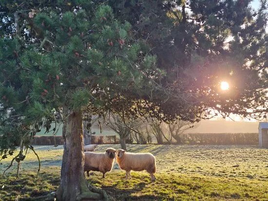 Goodheart Farm Animal Sanctuary