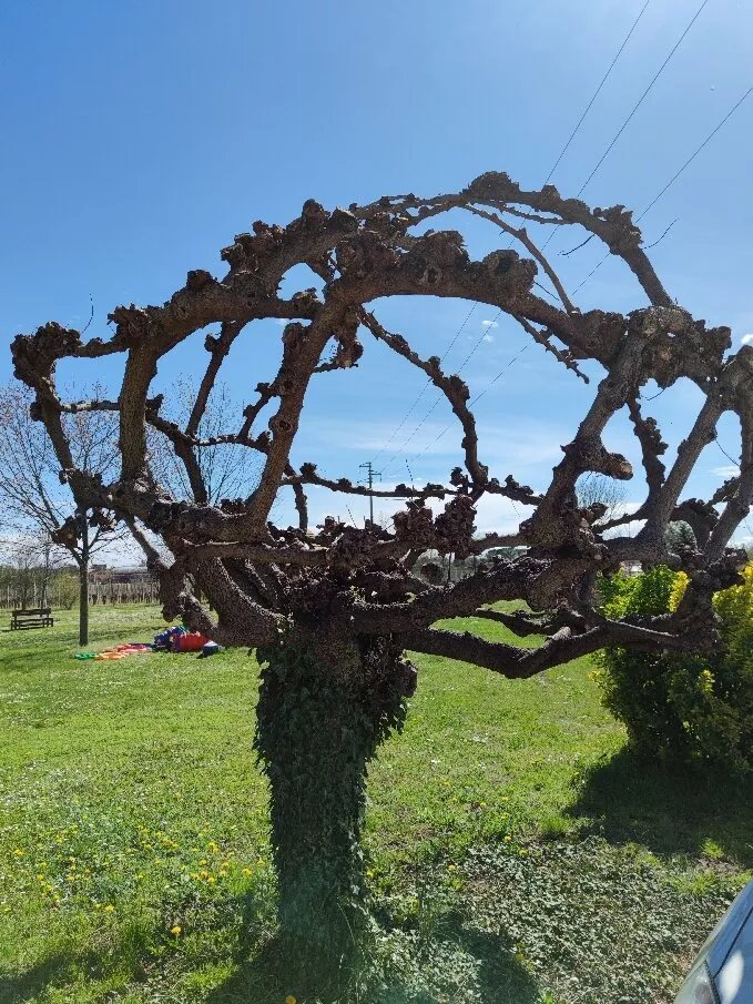 Azienda Agricola Driutti