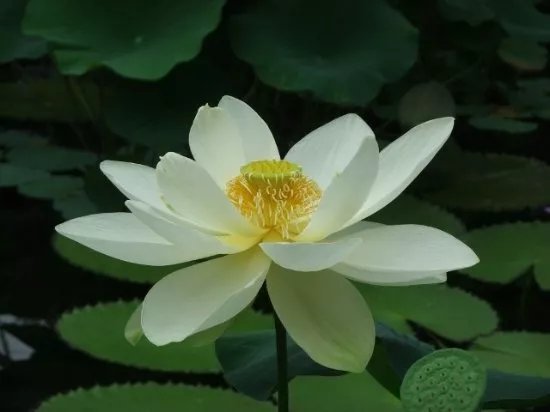 Waterlily House