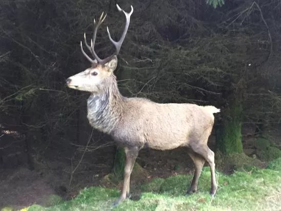 Bainloch Deer Park