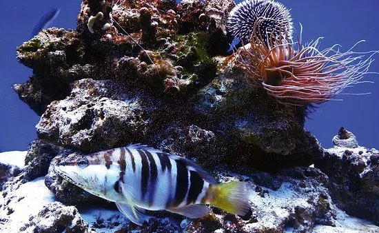 Acquario Del Salento