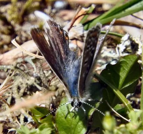Landguard Bird Observatory