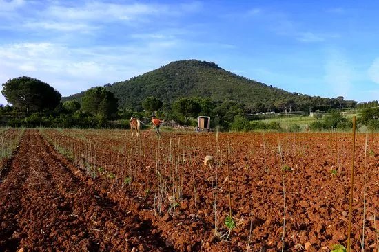 Domaine de la Navicelle