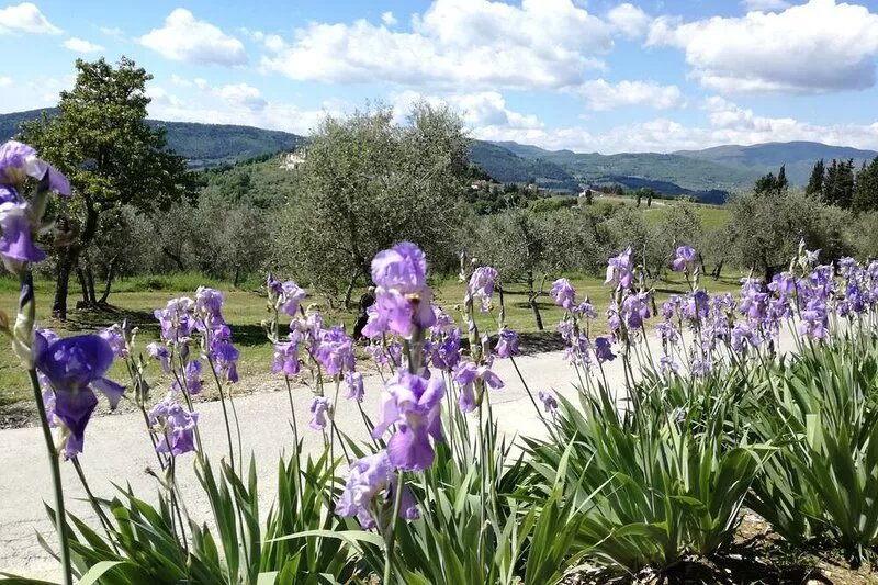 Vineyard cottage, 30 minutes to Florence