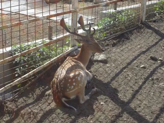 Gyongyosi Allatkert, Zoo
