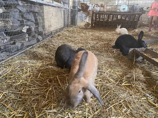 7 Vezer Tortenelmi Kalandpark es Garaboncias Farm
