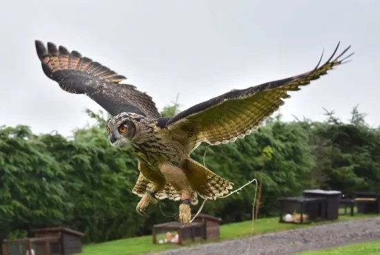 Speyside Falconry