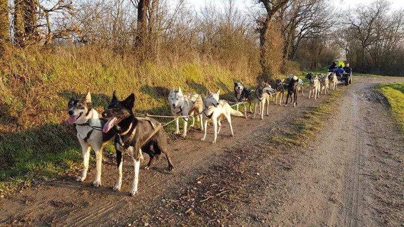 Husky d Anjou, chiens de traineau