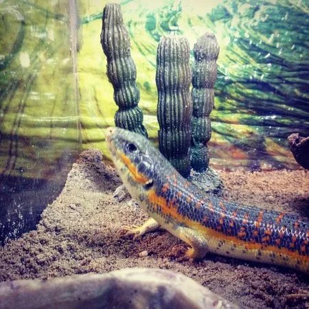 C & J's Animal Park