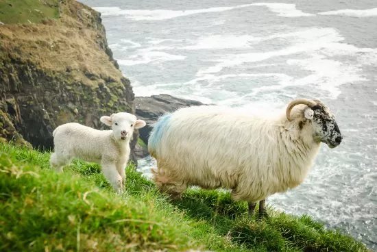 Discover Kerry Tours