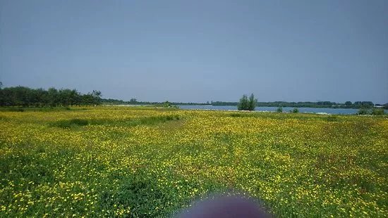Haarrijnseplas
