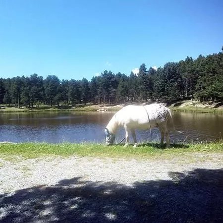 Mountain Pony