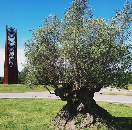 Olivo Milenario
