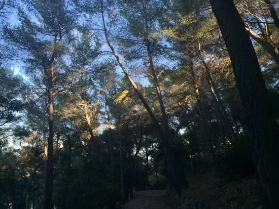 Foret des Pugets