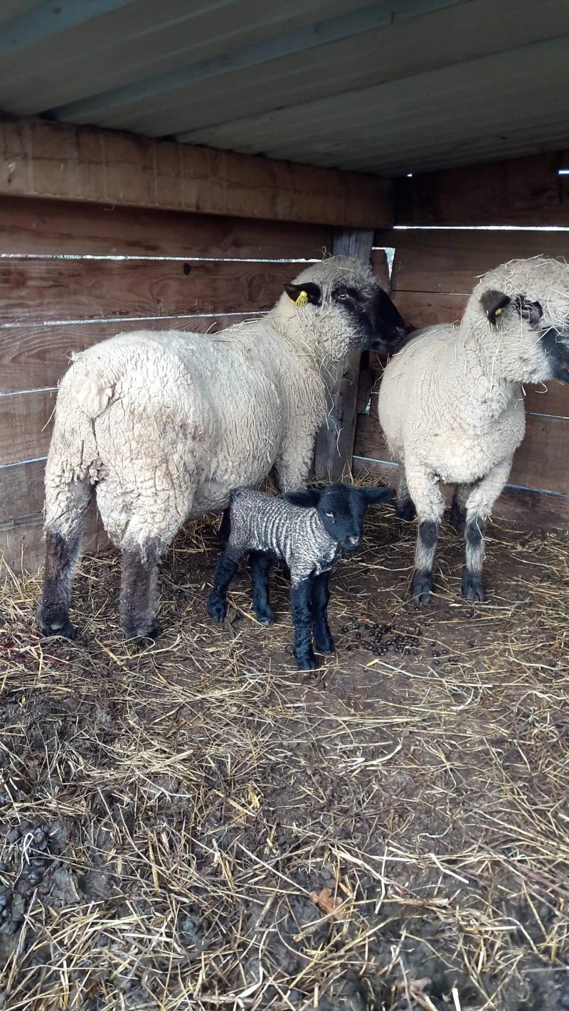 La Chevre Rit