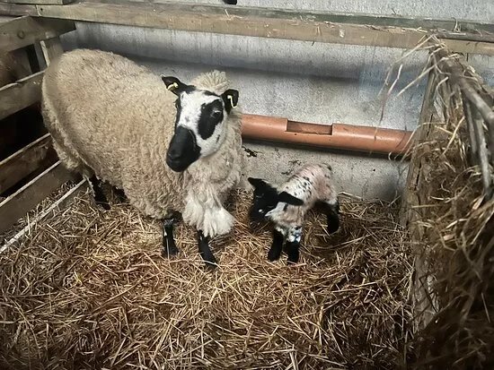 Quarryfield Farm