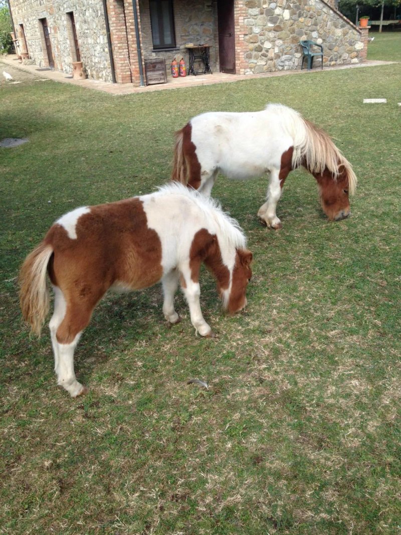 Agriturismo Il Paglia