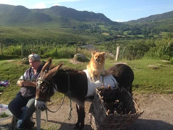 Chauffeur Tours of Ireland
