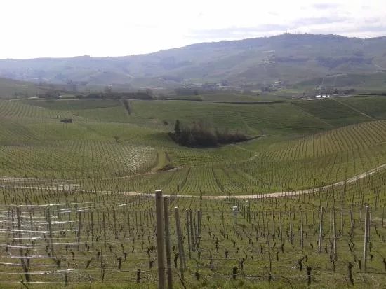 Tenuta Vitivinicola Cavallotto