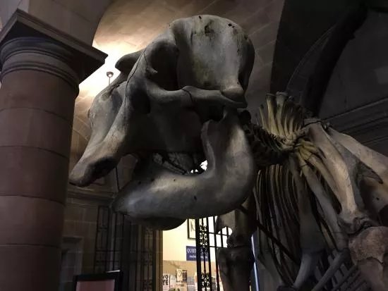 The Anatomical Museum